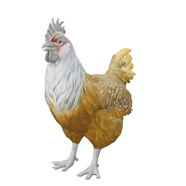 Catalana Chicken — Black White Head