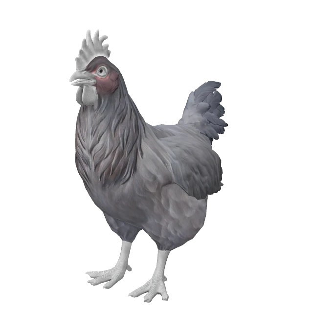 Catalana Chicken — Black