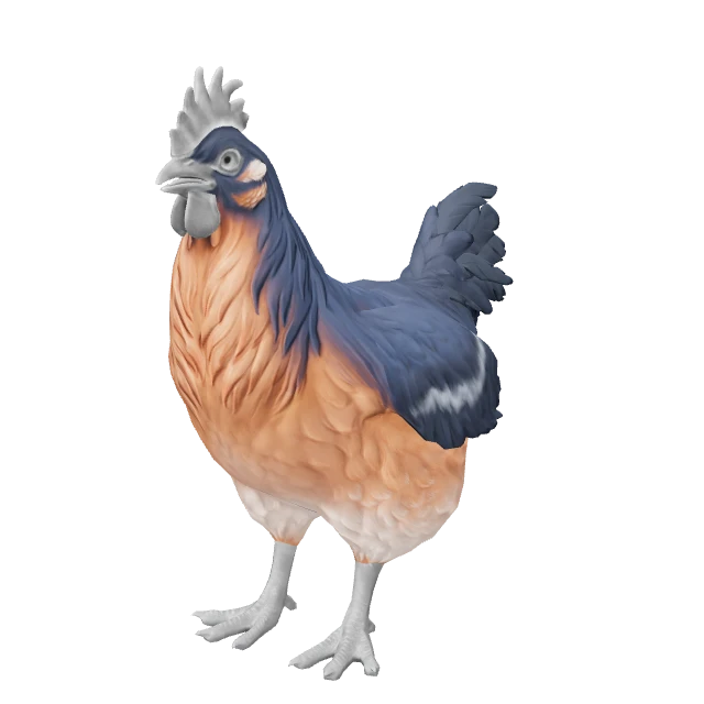 Catalana Chicken — Blue and Light Orange