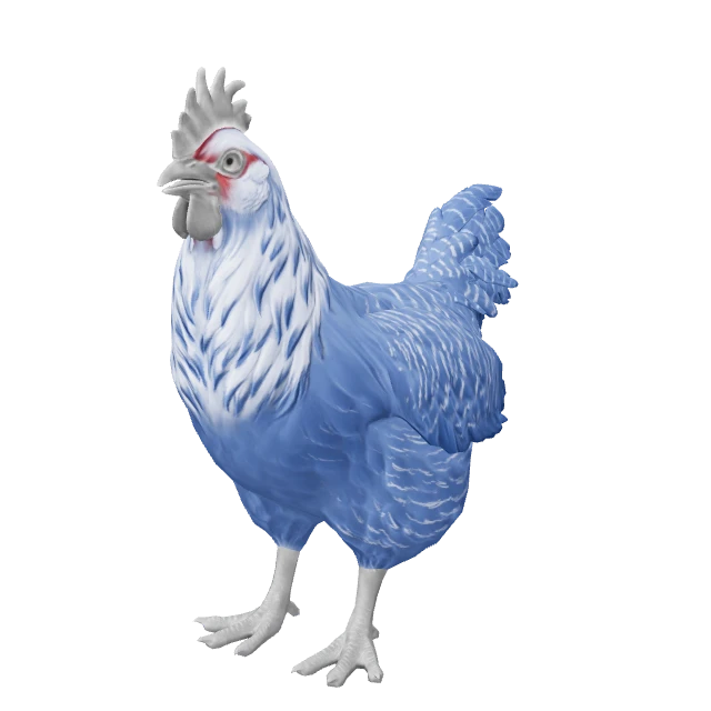 Catalana Chicken — Blue