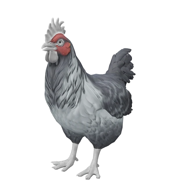 Catalana Chicken — Grey