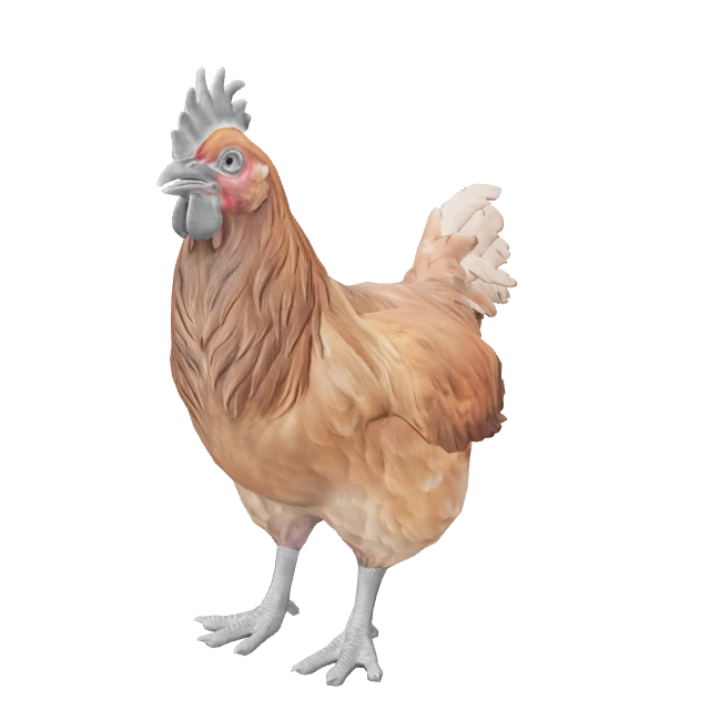 Catalana Chicken — Tan