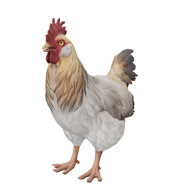 Catalana Chicken — White Tan Head