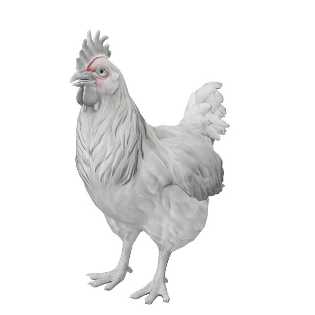 Catalana Chicken — White