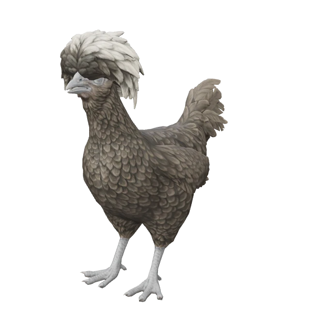 Polish Chicken — Black with White Head
