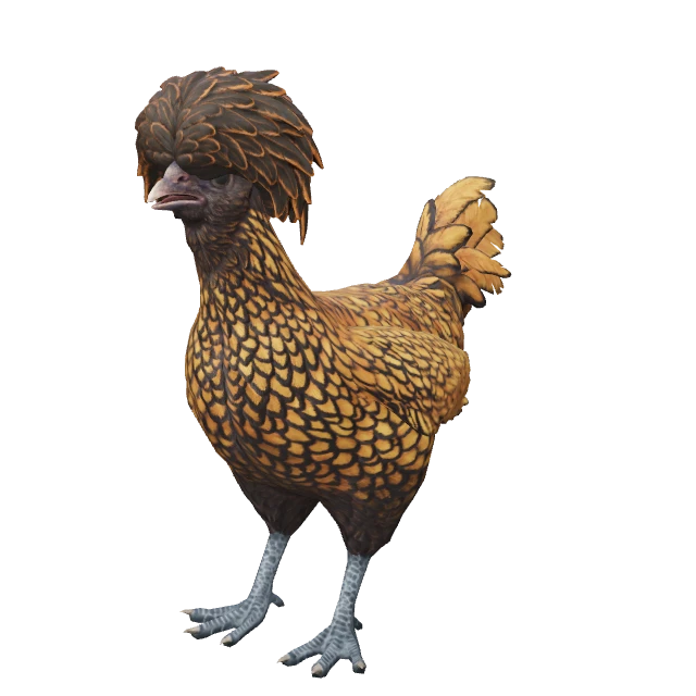 Polish Chicken — Brown with Black Wing Tips