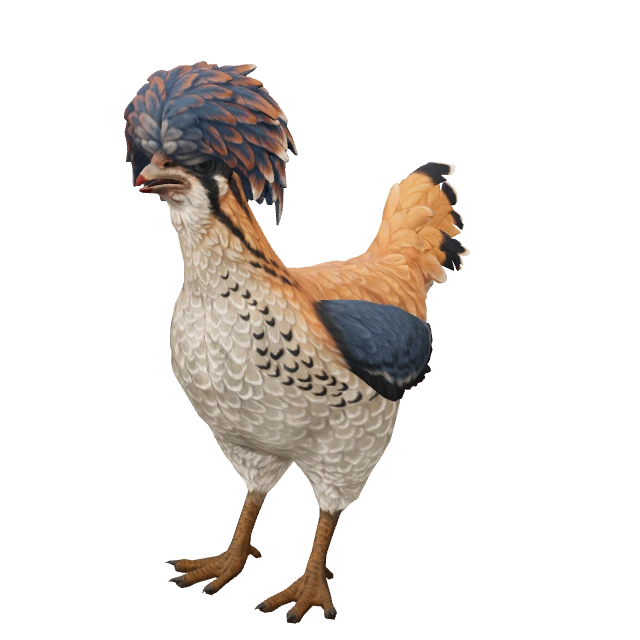 Polish Chicken — Orange White Blue
