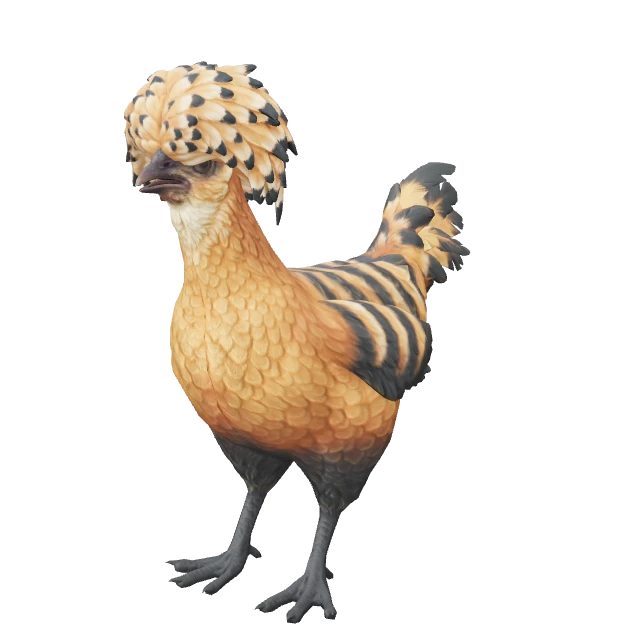 Polish Chicken — Orange with Black Stripes