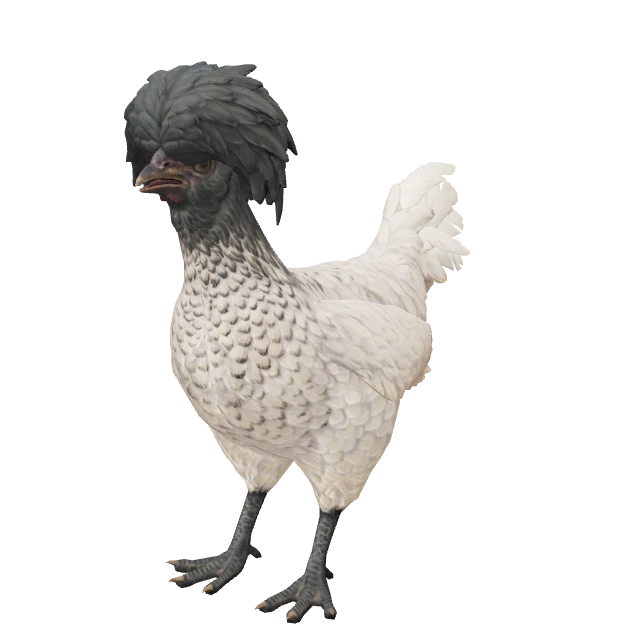 Polish Chicken — White Black Head