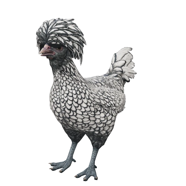 Polish Chicken — White with Black Wing Tips
