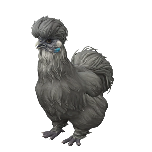 Silkie Chicken — Black