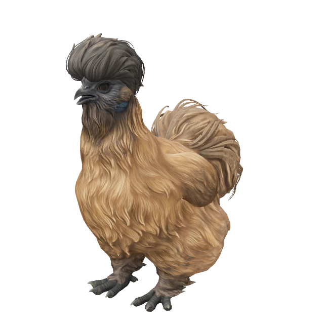 Silkie Chicken — Brown with Black Head
