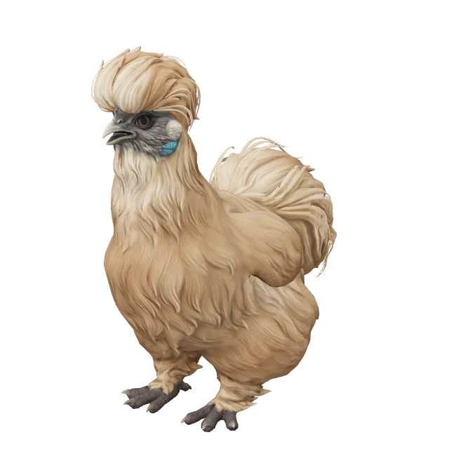 Silkie Chicken — Brown
