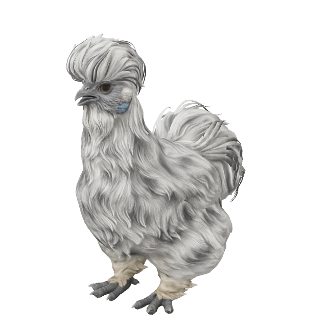 Silkie Chicken — Splash