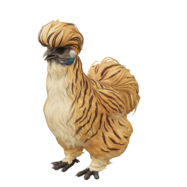 Silkie Chicken — Tiger