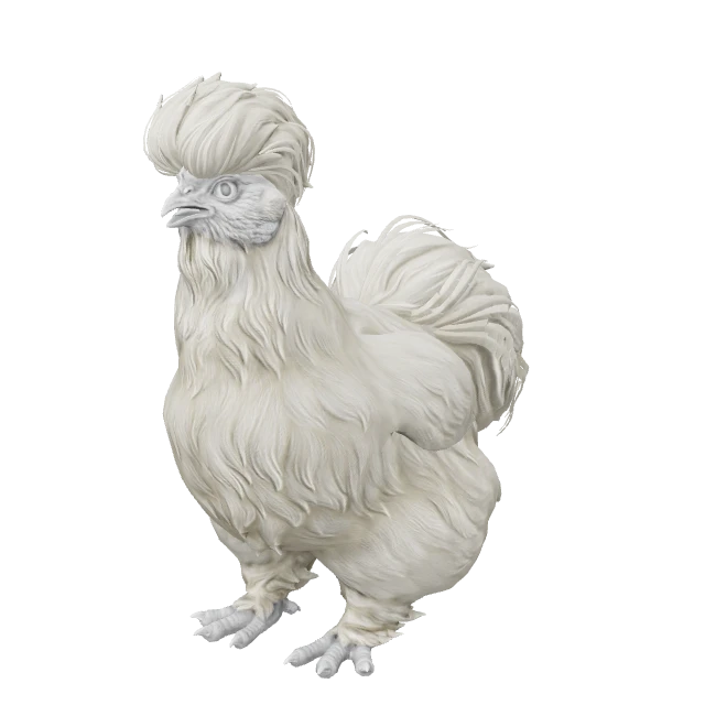Silkie Chicken — White